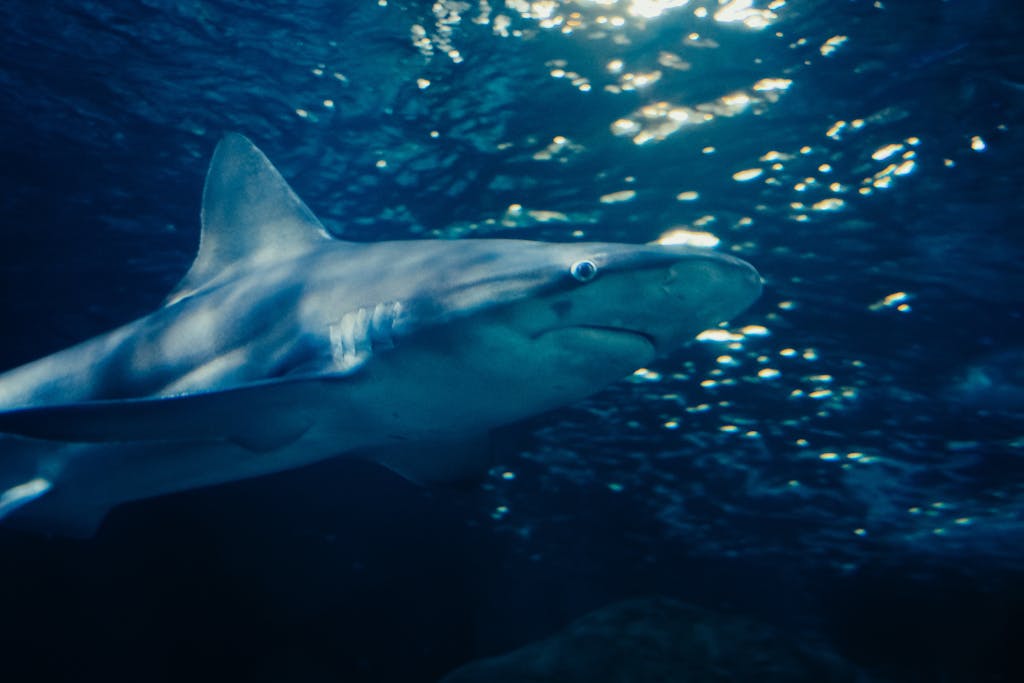 A mesmerizing underwater close-up of a shark swimming in the ocean, showcasing its powerful presence.
