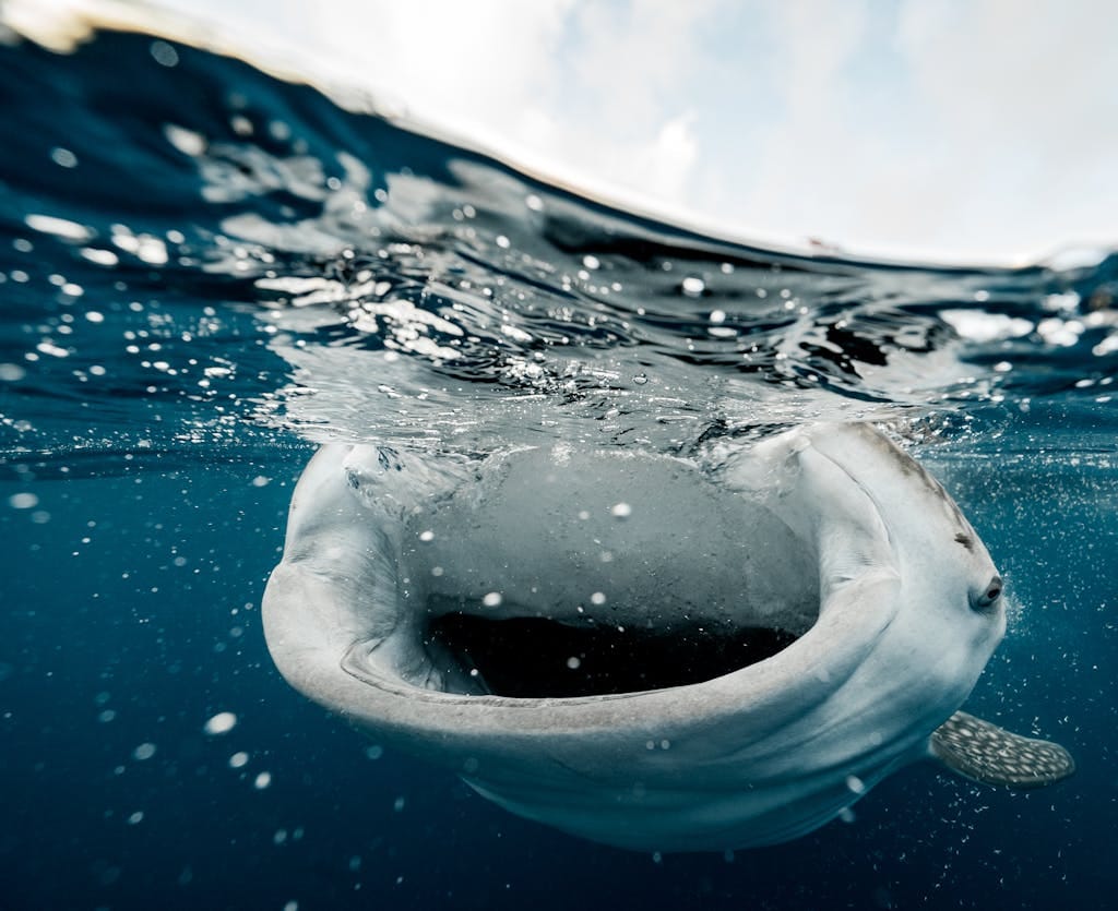 Stunning underwater view of a whale shark surfacing, capturing the ocean's beauty.