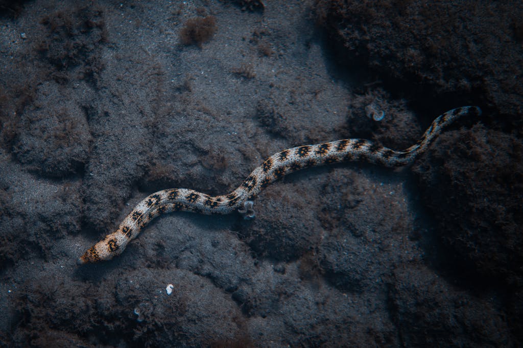A detailed underwater shot of a spotted eel swimming along a rocky sea floor, showcasing marine life.