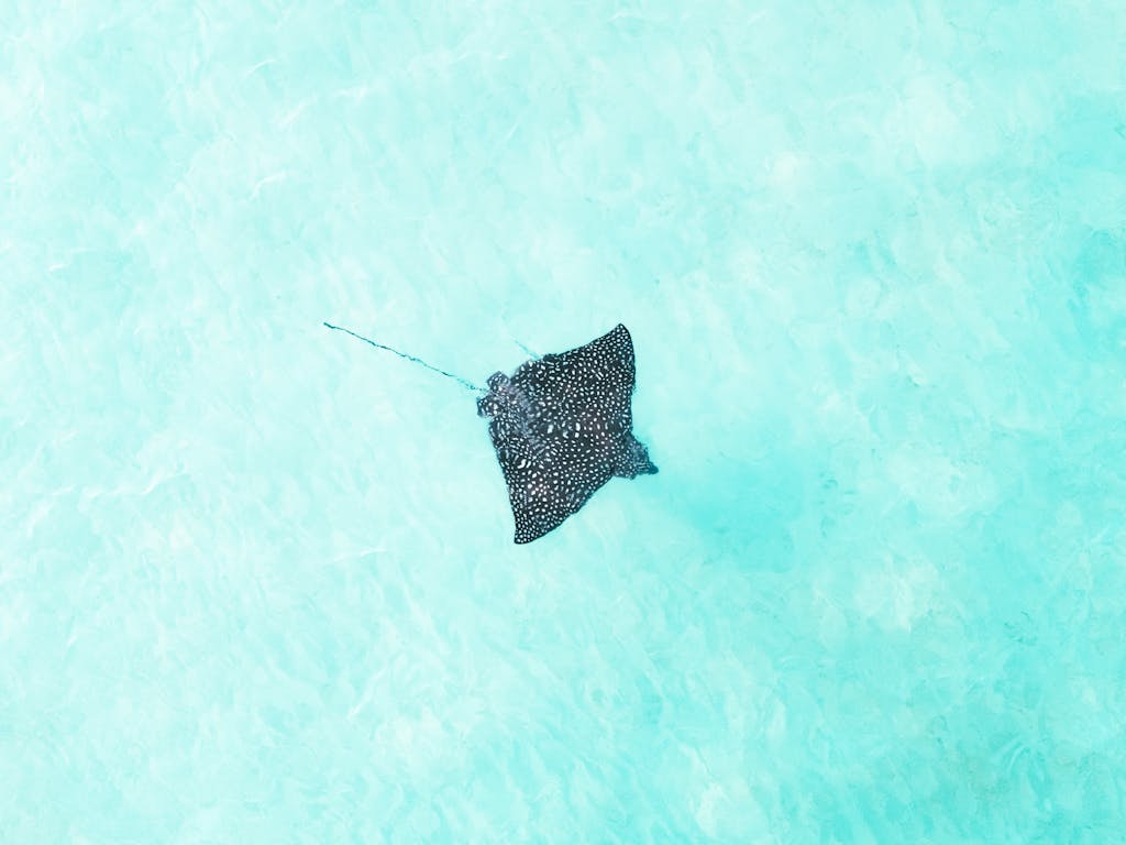 A stunning aerial shot of a spotted eagle ray swimming gracefully in clear turquoise water.