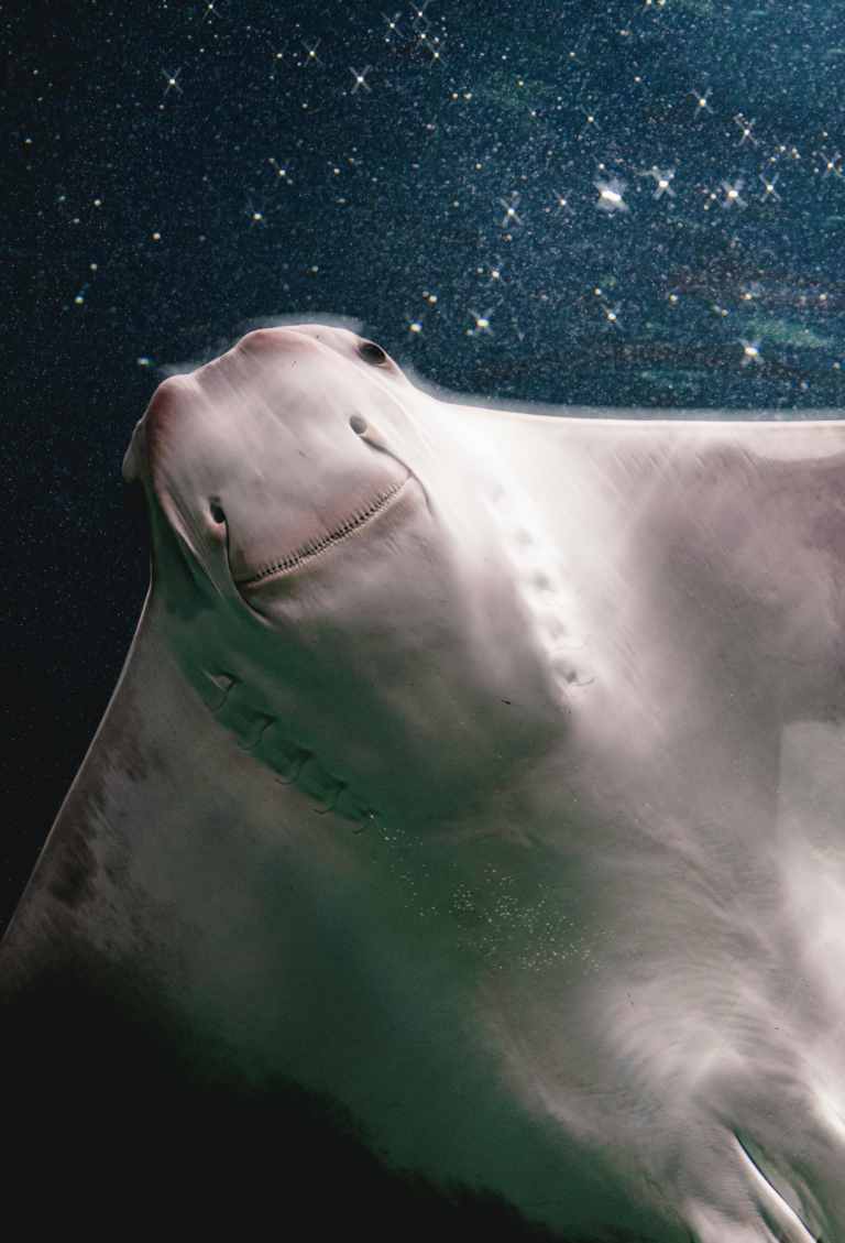 So much more than a sting: The secret lives of stingrays