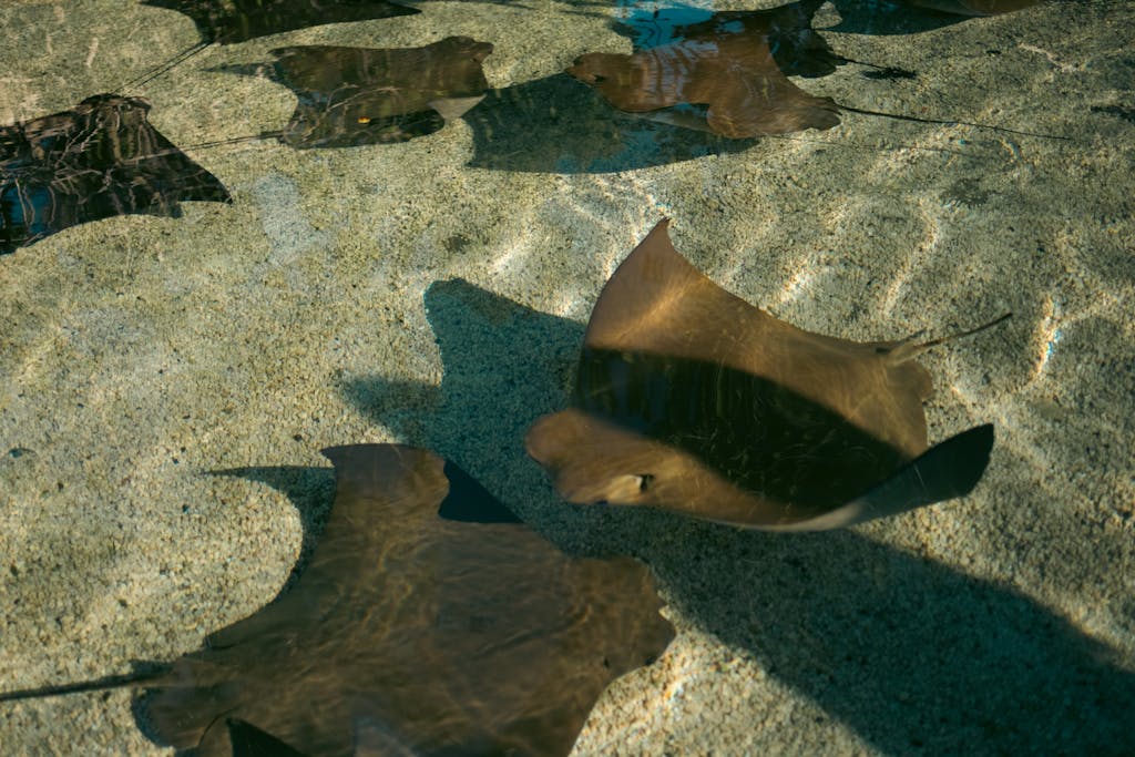 Stingrays gracefully swimming in clear shallow water, showcasing aquatic beauty and nature's elegance.