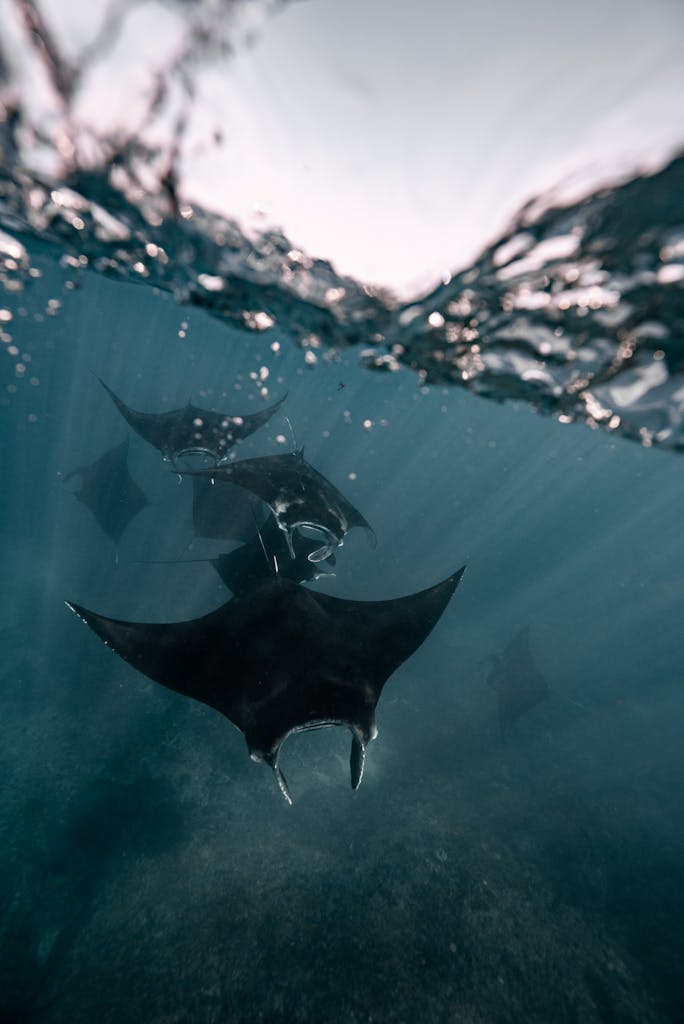 Stunning over-under photography capturing manta rays underwater in Bali, Indonesia.