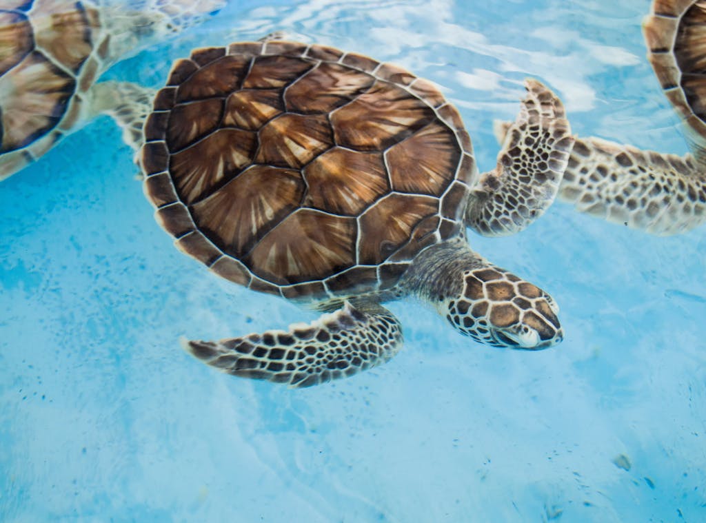 A close-up of a sea turtle gracefully swimming underwater in clear blue water.