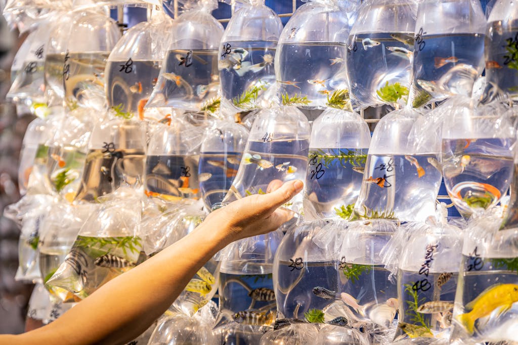 A hand selects fish from a vibrant display of bagged fish at a Hong Kong market.