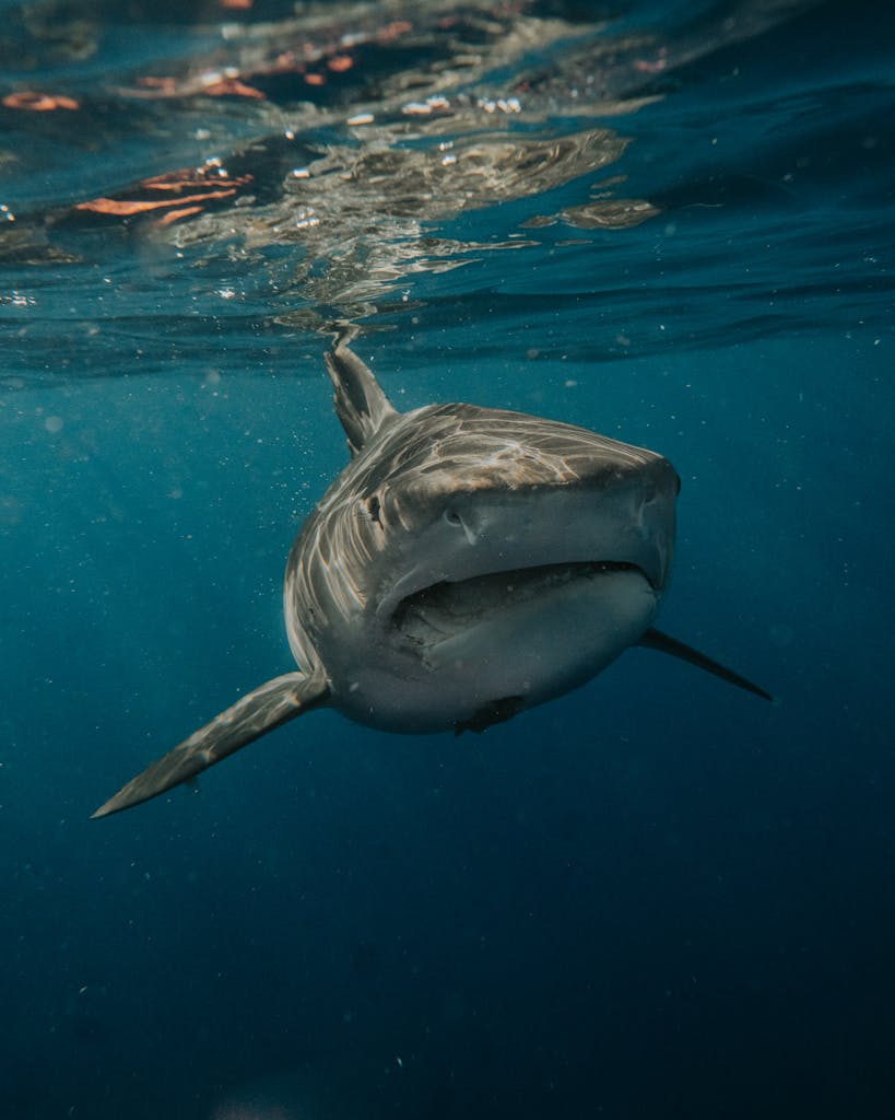 A majestic great white shark swimming underwater in a vivid, natural setting.