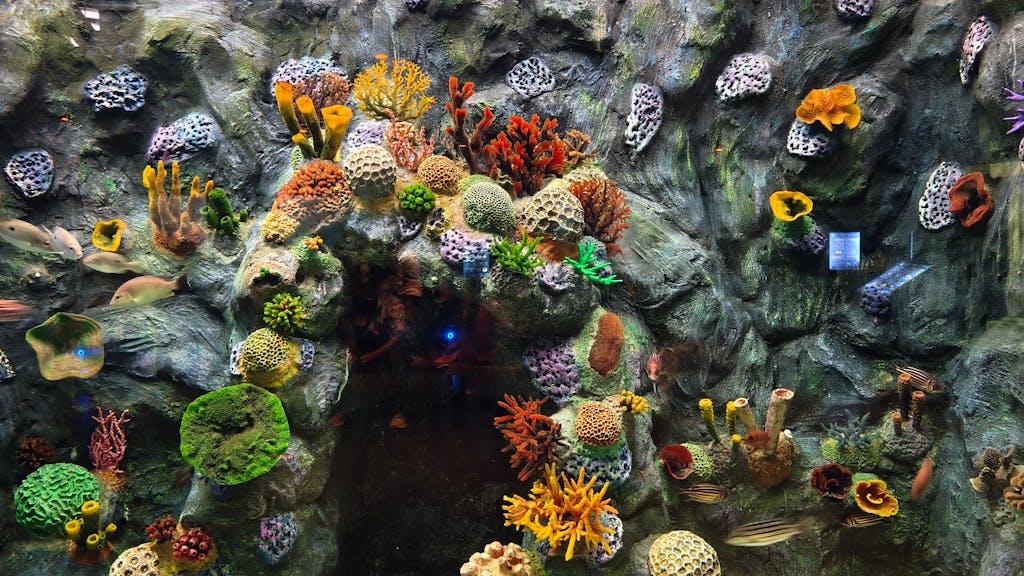 Colorful coral reef with diverse marine life in an aquarium setting.