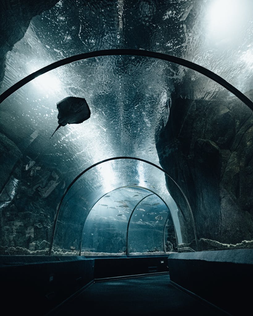 Explore the mesmerizing view of diverse marine life through this underwater aquarium tunnel.