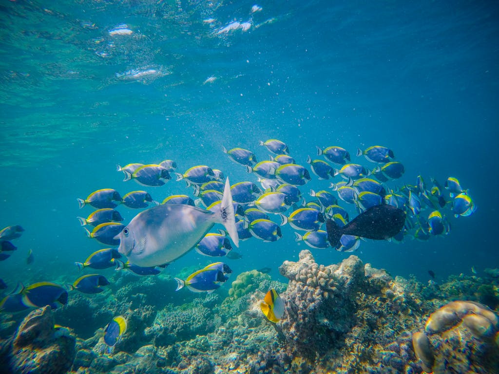 Shoal of bright tropical fish swimming in blue water above reefs in big aquarium