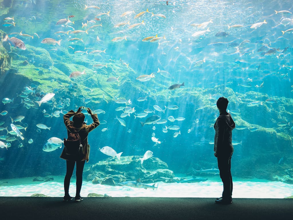 Silhouettes of two people observing diverse fish in a large aquarium tank.